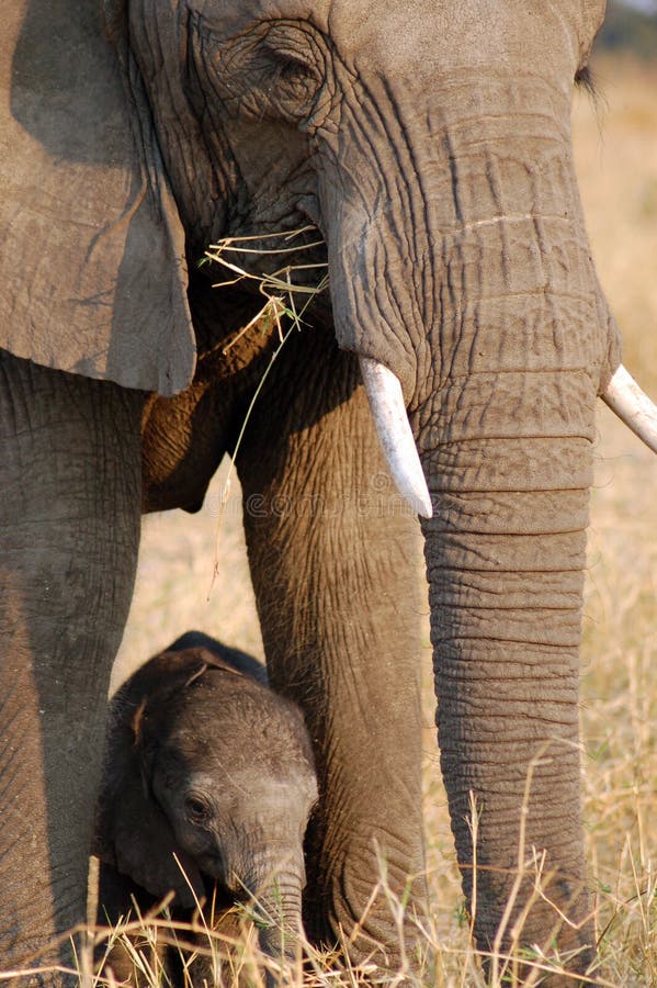 Elephant and baby at Chaminuka