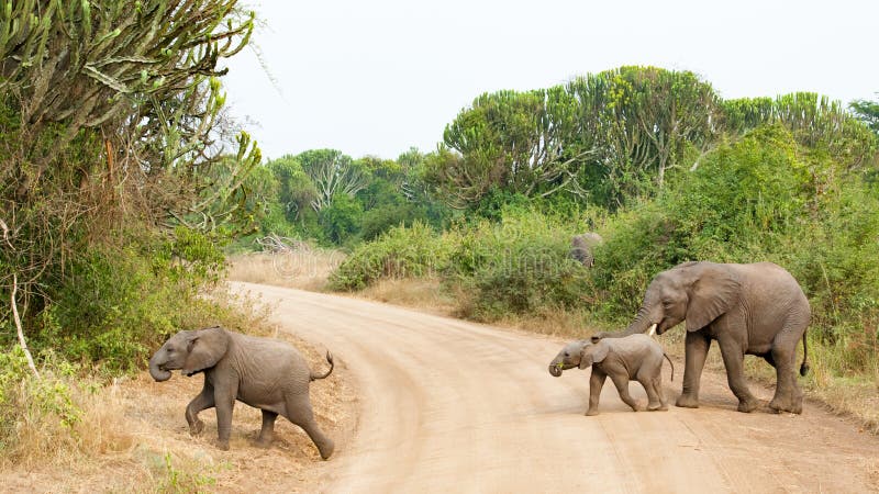 Lindo un nino un elefante protegido de acuerdo a madre.