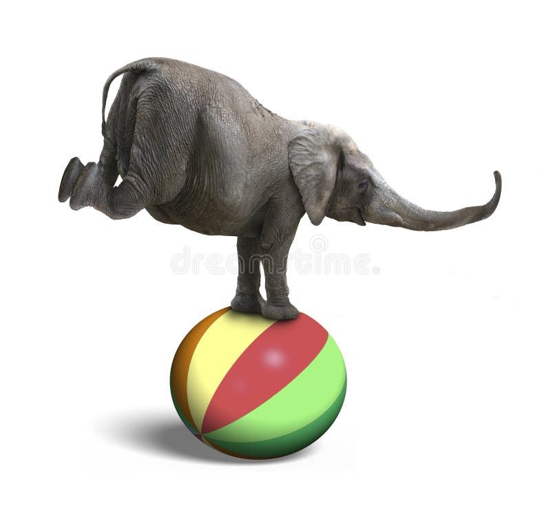 Elephant Balancing On A Colorful Ball Stock Photo Image of play