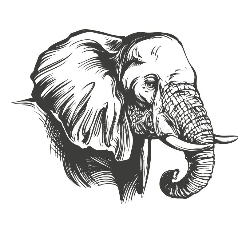 Beautiful sketch an adult asian elephant Vector Image