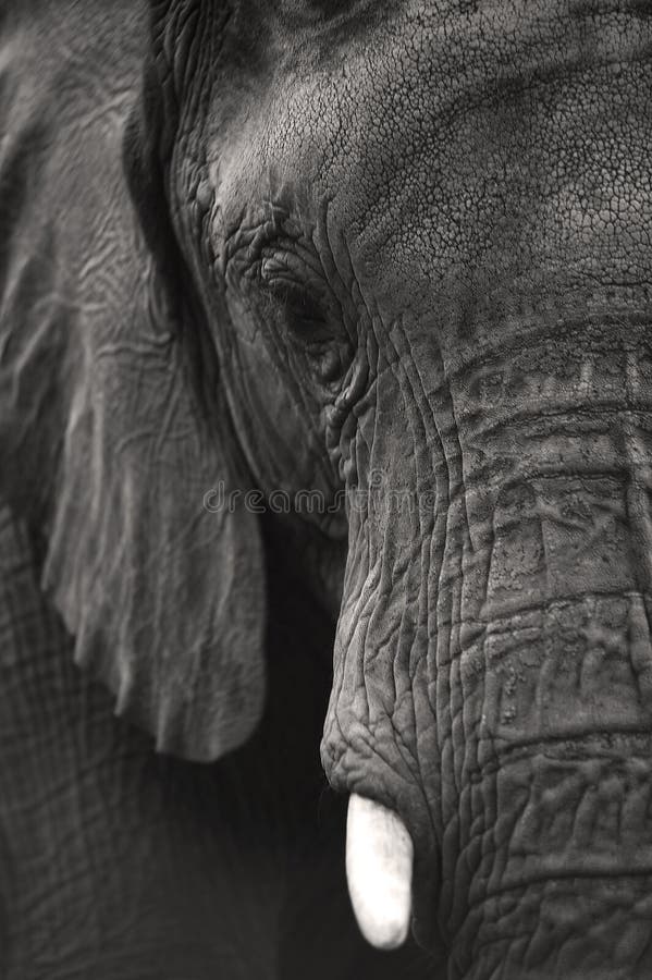 Elephant Black and White stock photo. Image of south 11300136
