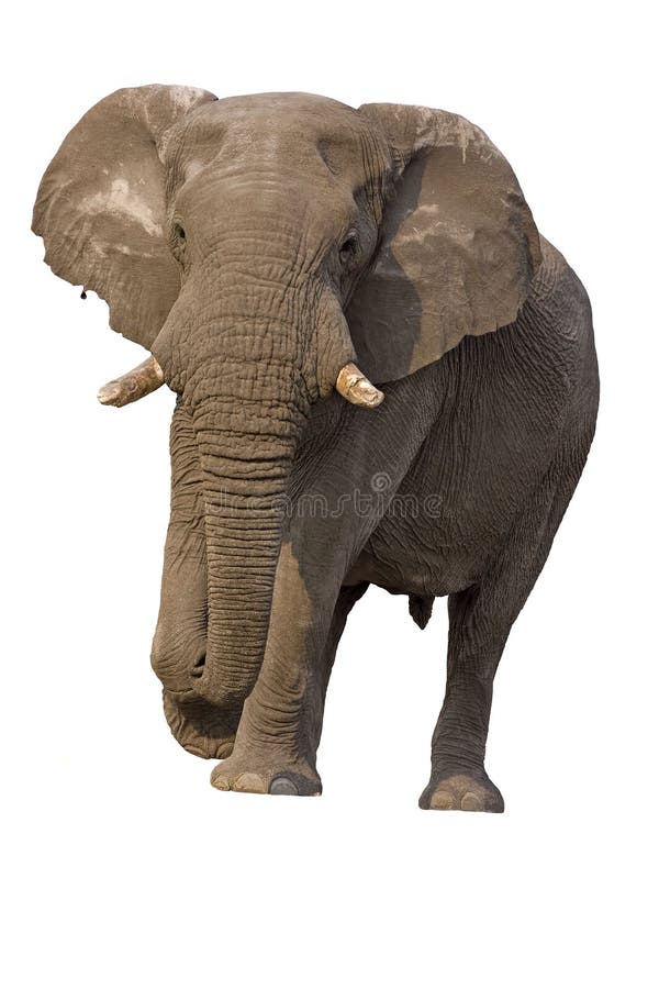 Elephant bull against a white background