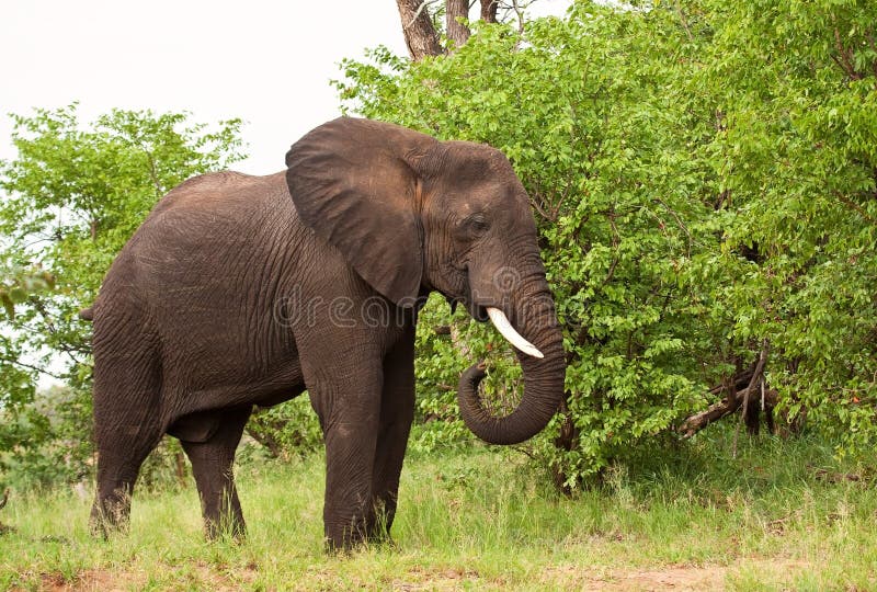 Elephant bull eating green leaves stock image