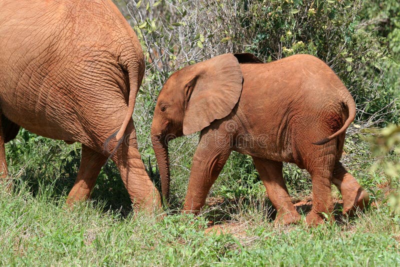 Elephant Calf