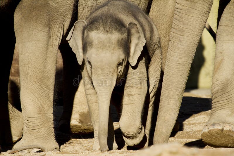 Download Elephant calf stock image. Image of pachyderm, view, small - 22215451