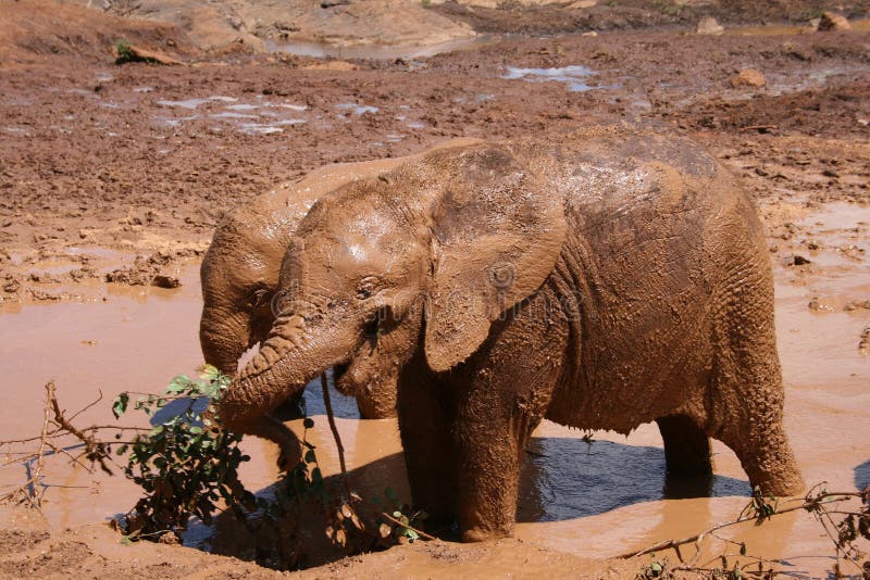 Elephant calves