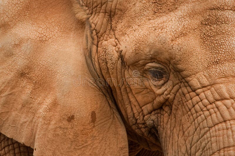 Elephant close up