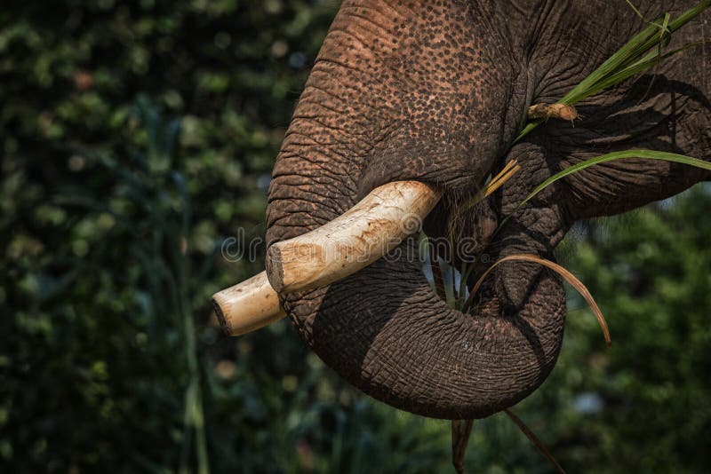 Elephant Close Up. Big Grey Walking Elephant Isolated on White