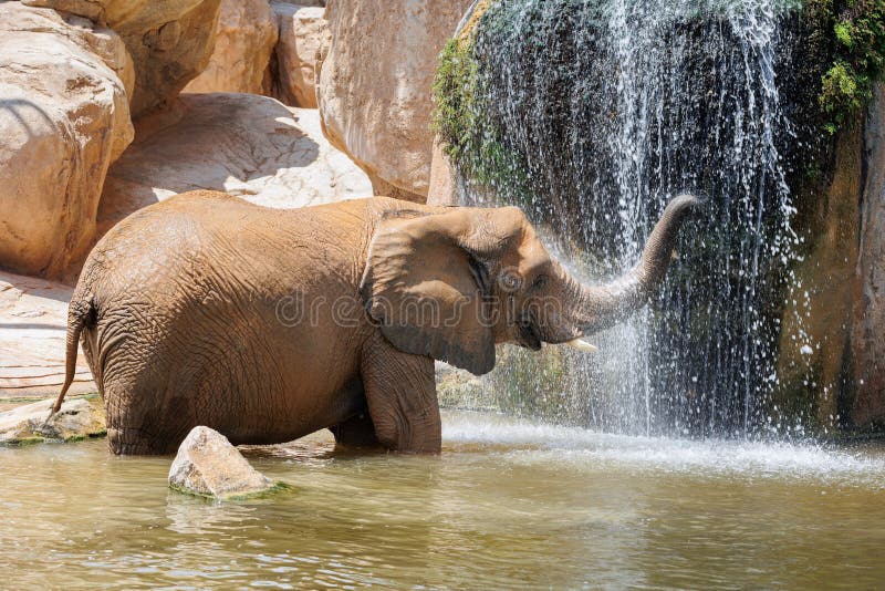 Elephant Cooling Off Under a Waterfall Stock Photo - Image of gray