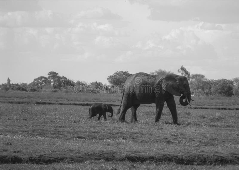 Elephant cow and her calf on a River cruise on the Chobe river in Botswana royalty free stock photos Elephant cow and her calf on a River cruise on the Chobe river in Botswana royalty free stock photos