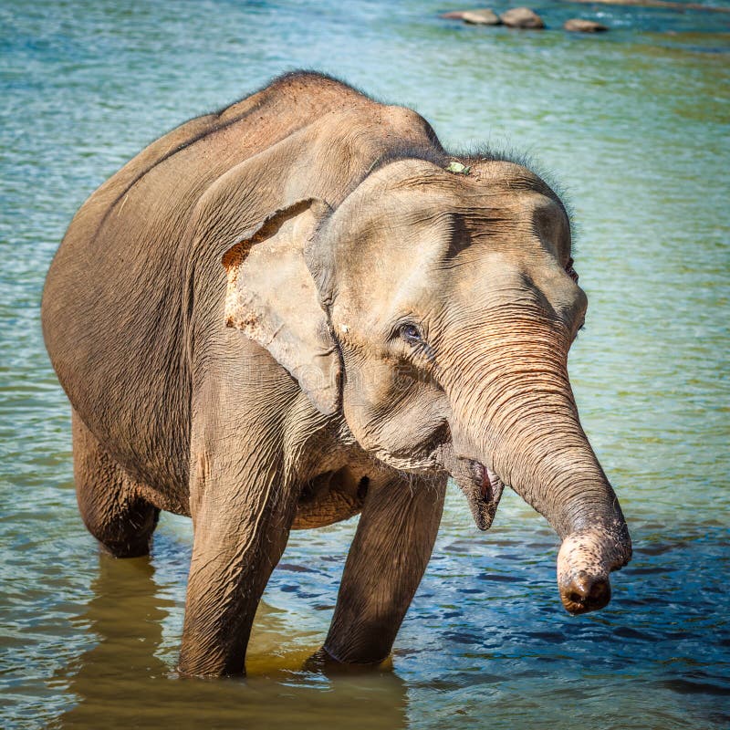 Elephant Bathing in a River Stock Image - Image of environment, animal ...