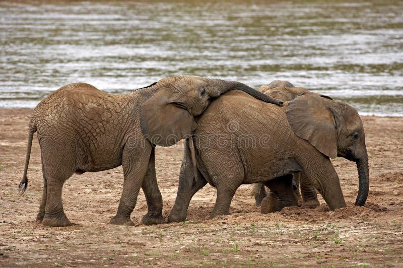 ELEPHANT D`AFRIQUE loxodonta africana royaltyfri bild