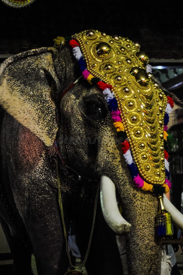 Elephant Chained to a Pole · Free Stock Photo