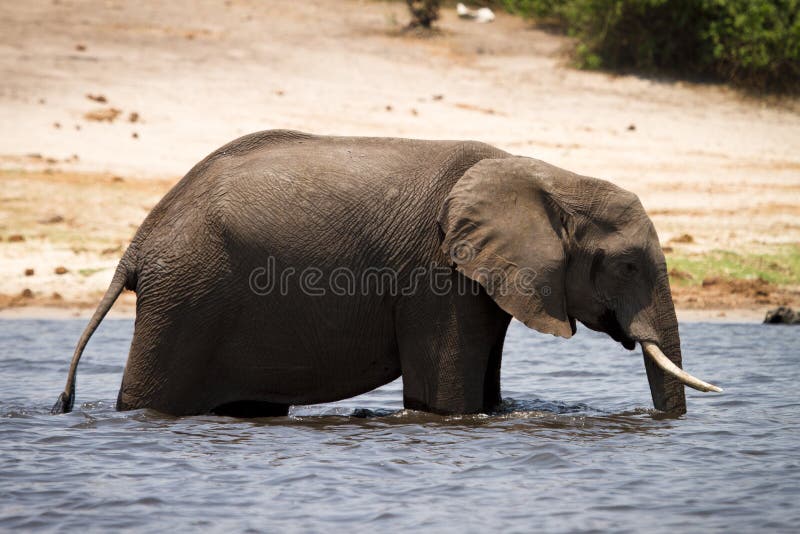 Elephant drinking stock image
