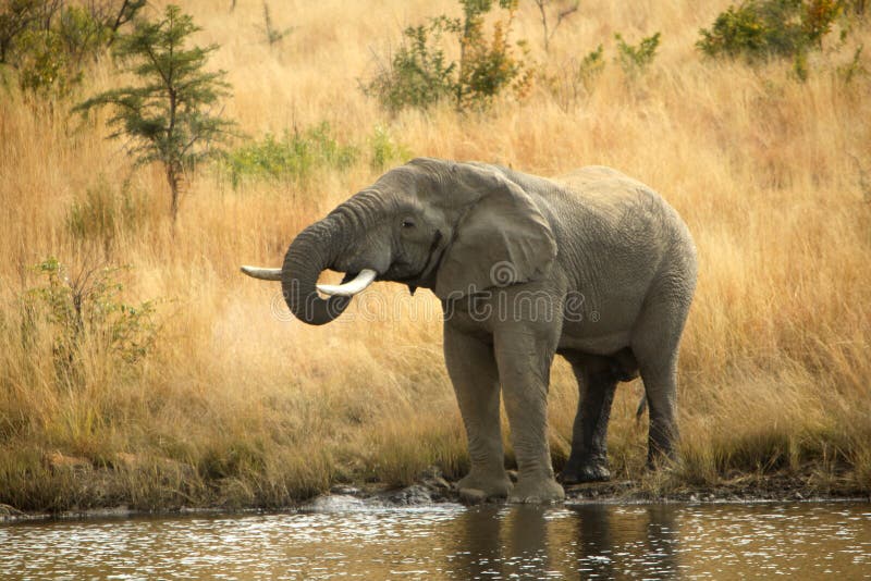 Un elefante bebiendo,, sur.