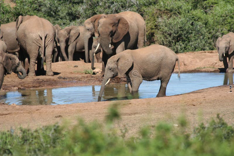 Elephant drinking stock image