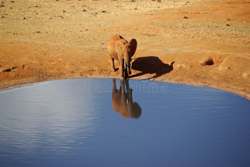 Elephant drinking Africa