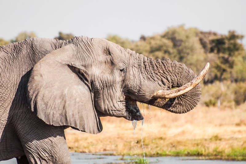 Elephants Having a Drink at the Chobe River Stock Photo Image of