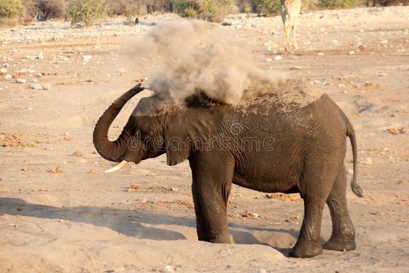 Elephant Dusting