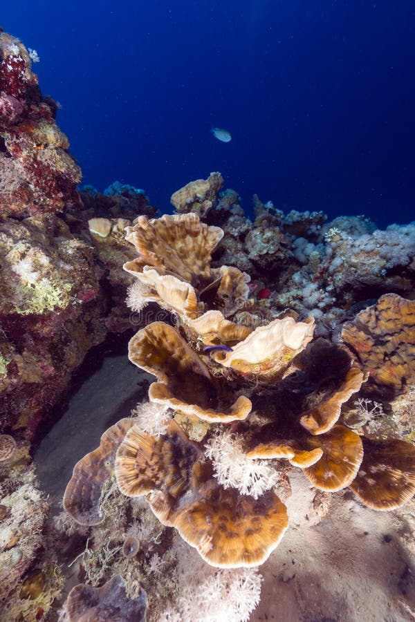 Elephant ear coral (mycedium elephantotus) in the Red Sea.