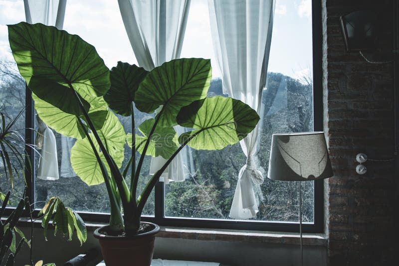 Elephant Ears plants indoor. Beautiful green corner in a country house: elephant ear plant Alocasia or Colocasia indoor, in front of a big window. Details of stock images