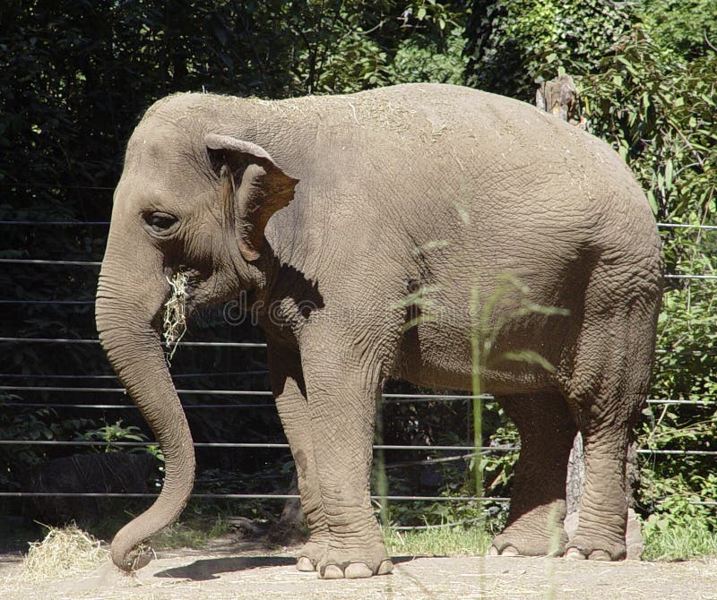 Elephant Eating