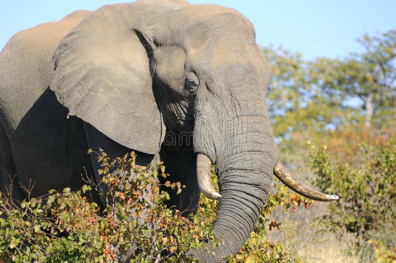 An elephant eating