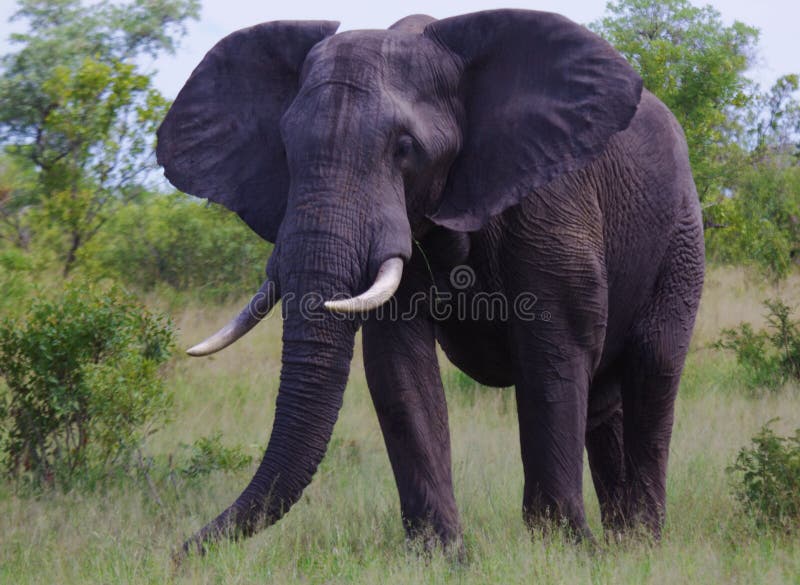 Elephant eating