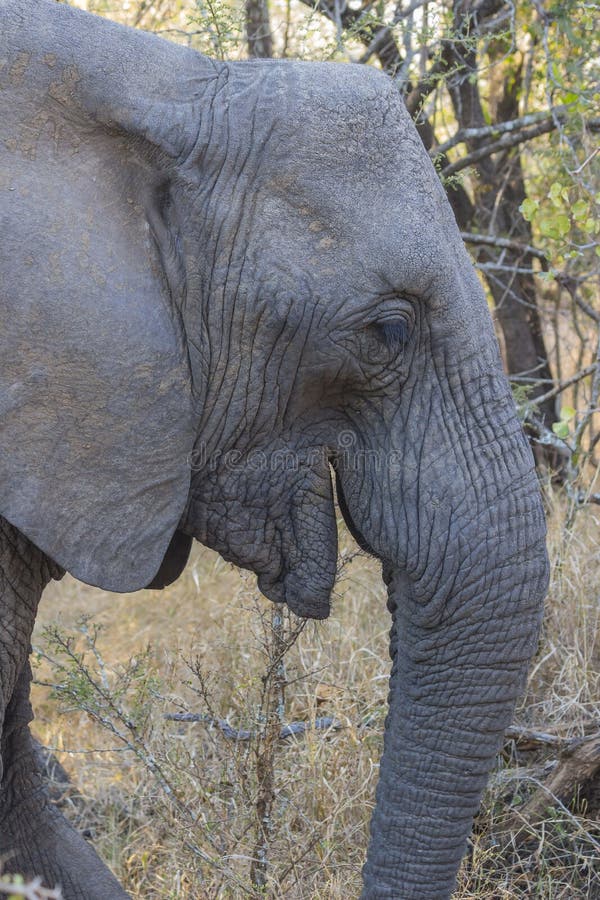 181 Elephant Eating Plants Stock Photos Free & RoyaltyFree Stock