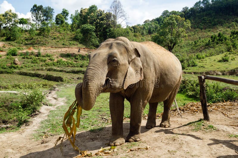 Elephant is Eating Dry Bamboo Leaves on a Background of Rainforest in Elephant Care Sanctuary. Stock Image - Image of animal, grass: 148459771 Elephant is Eating Dry Bamboo Leaves on a Background of Rainforest in Elephant Care Sanctuary. Stock Image - Image of animal, grass: 148459771