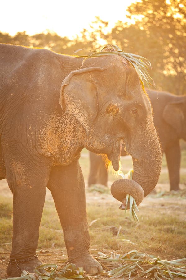 Elephant eating grass stock image. Image of natural, calf 29014553