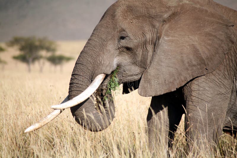 Elephant eating grass