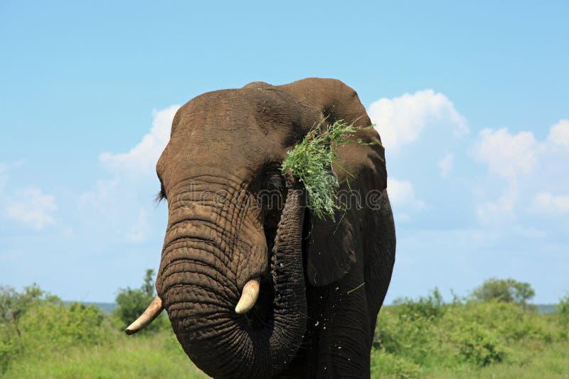 Elephant eating lunch