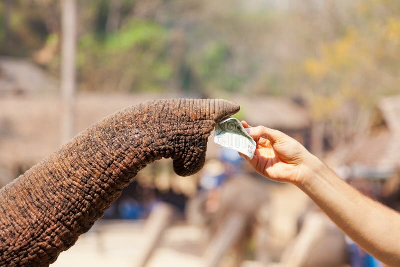elephant-eating-money-thailand-tourist-giving-bill-to-s-trunk-maesa-camp-chiang-mai-49364651.jpg