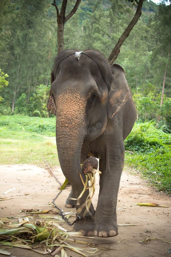 The elephant eats leaves stock image. Image of tourism 47369161