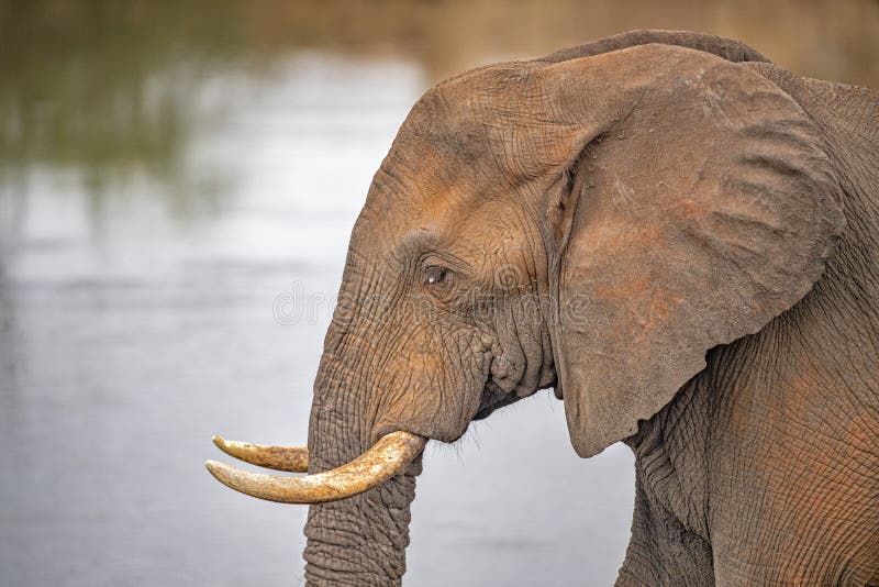 Elephant eye close up in kruger park south africa