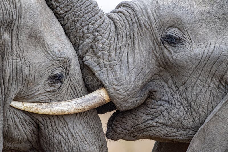 Elephant eye close up in kruger park south africa