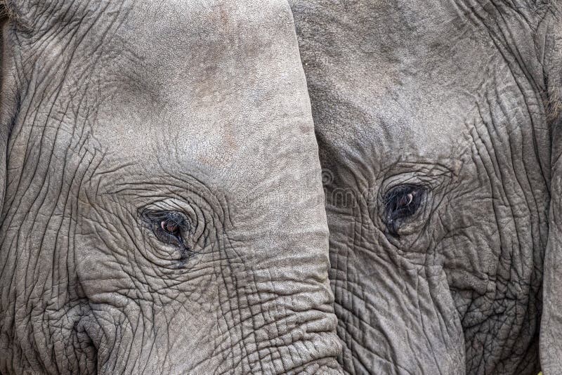 Elephant eye close up in kruger park south africa