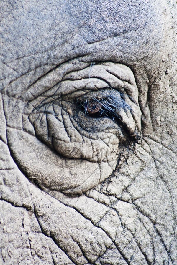 Elephant eyes stock image. Image of african, nature, baby 16555745