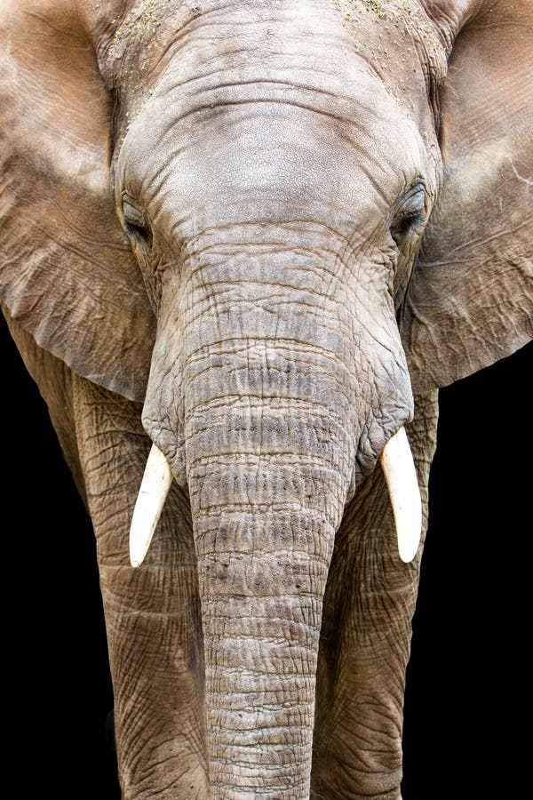 Elephant Face Closeup Looking Forward Stock Image - Image of wildlife