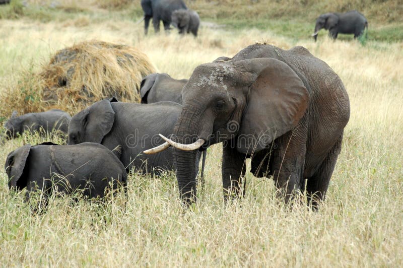 Elephant family