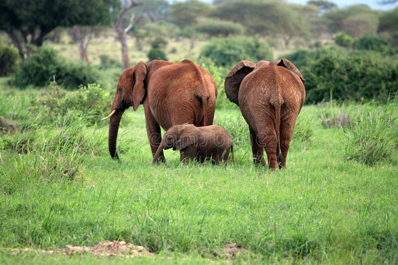 Elephant family