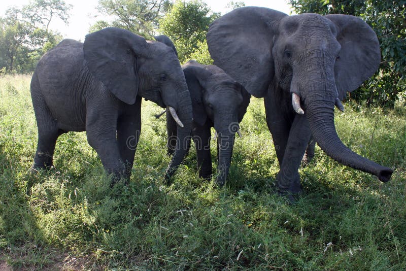 Elephant Family