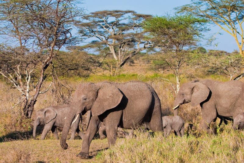 Elephant family crossing the river stock photography