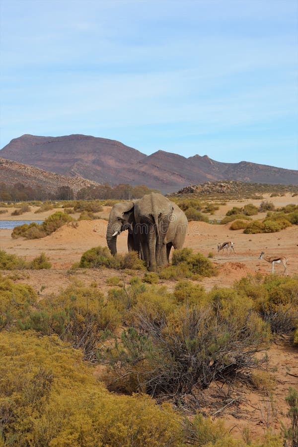 The Elephant is the World`s Largest Living Land Animal Stock Image