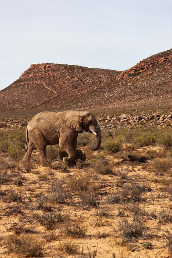 The Elephant is the World`s Largest Living Land Animal Stock Photo