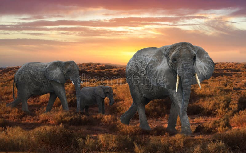 Baby African Elephants In Sunset