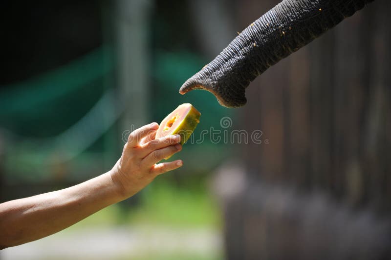 Baby Elephant Feeding from a Bottle of Milk Stock Image Image of brown, conservation 26823725
