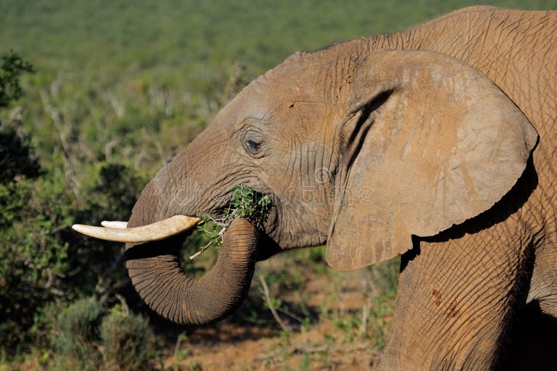 Elephant Feeding, South Africa Stock Image Image of powerful, ears
