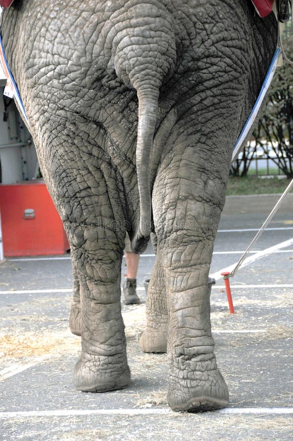 Elephants tale stock image. Image of intelligent, huge 35211723